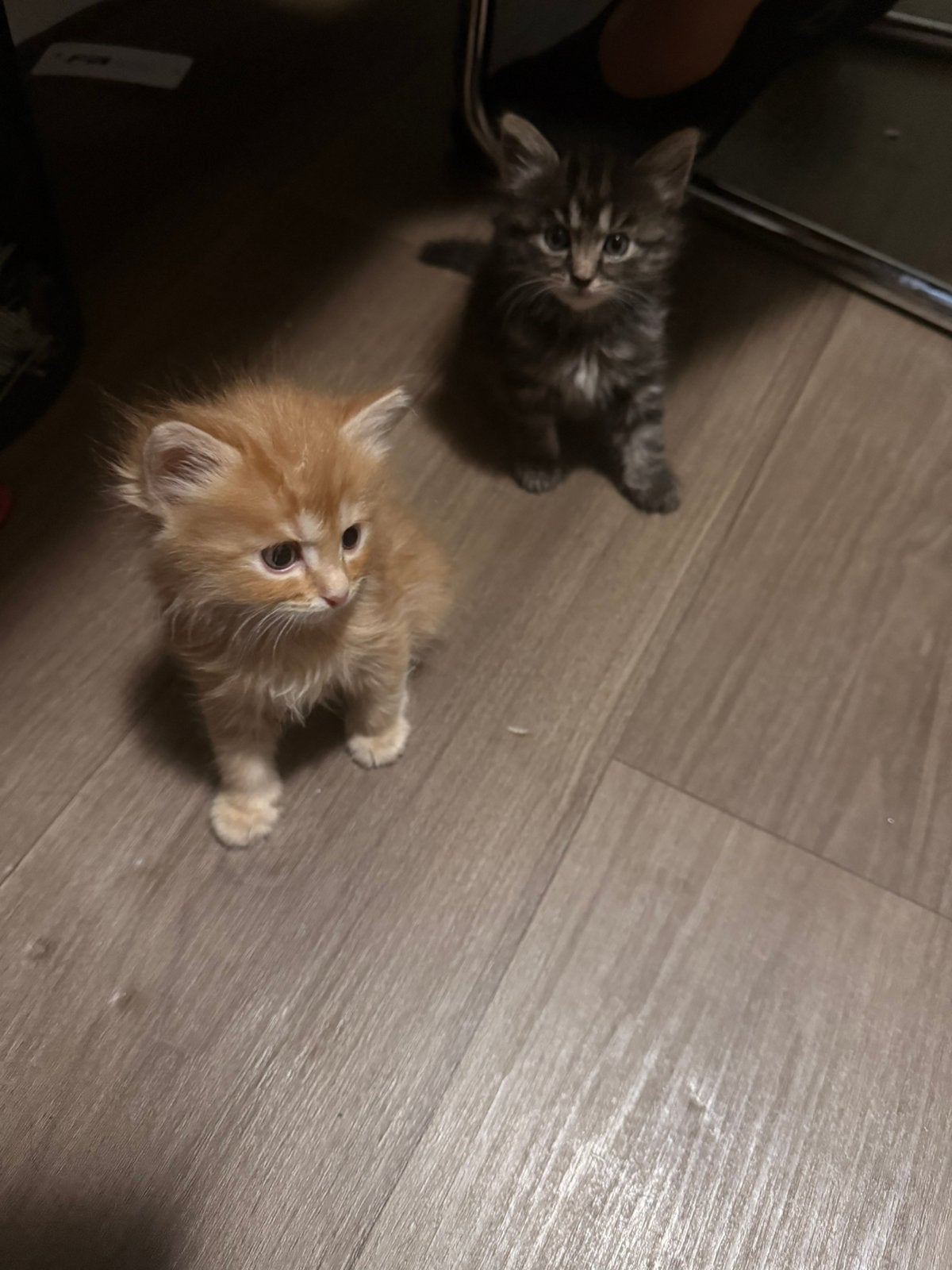 Speelse kittens… rode  katertje en een poesje gereserveerd, Dieren en Toebehoren, Katten en Kittens | Raskatten | Langhaar, Ontwormd