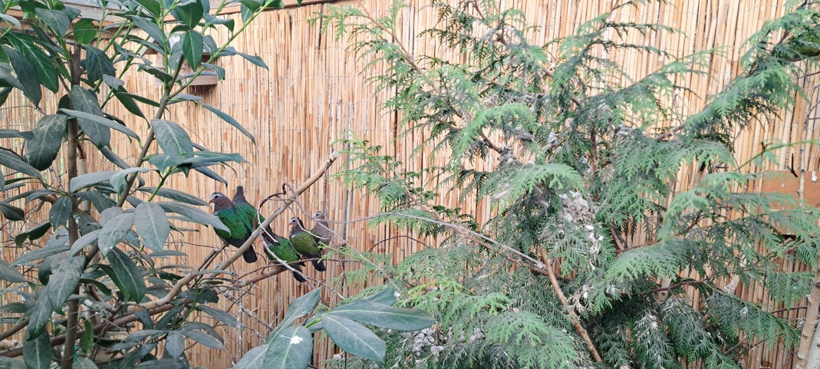 Groenvleugelduiven te koop, Dieren en Toebehoren, Meerdere dieren, Overige soorten