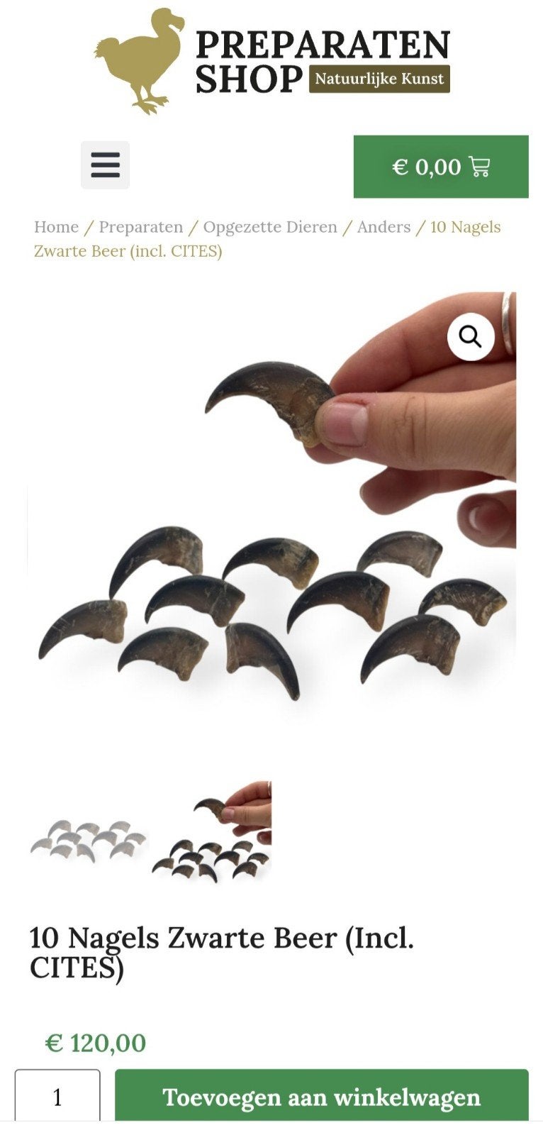 Zwarte Beer nagels (inc papieren) opgezette, schedel, Verzamelen, Dierenverzamelingen, Ophalen of Verzenden, Nieuw, Opgezet dier