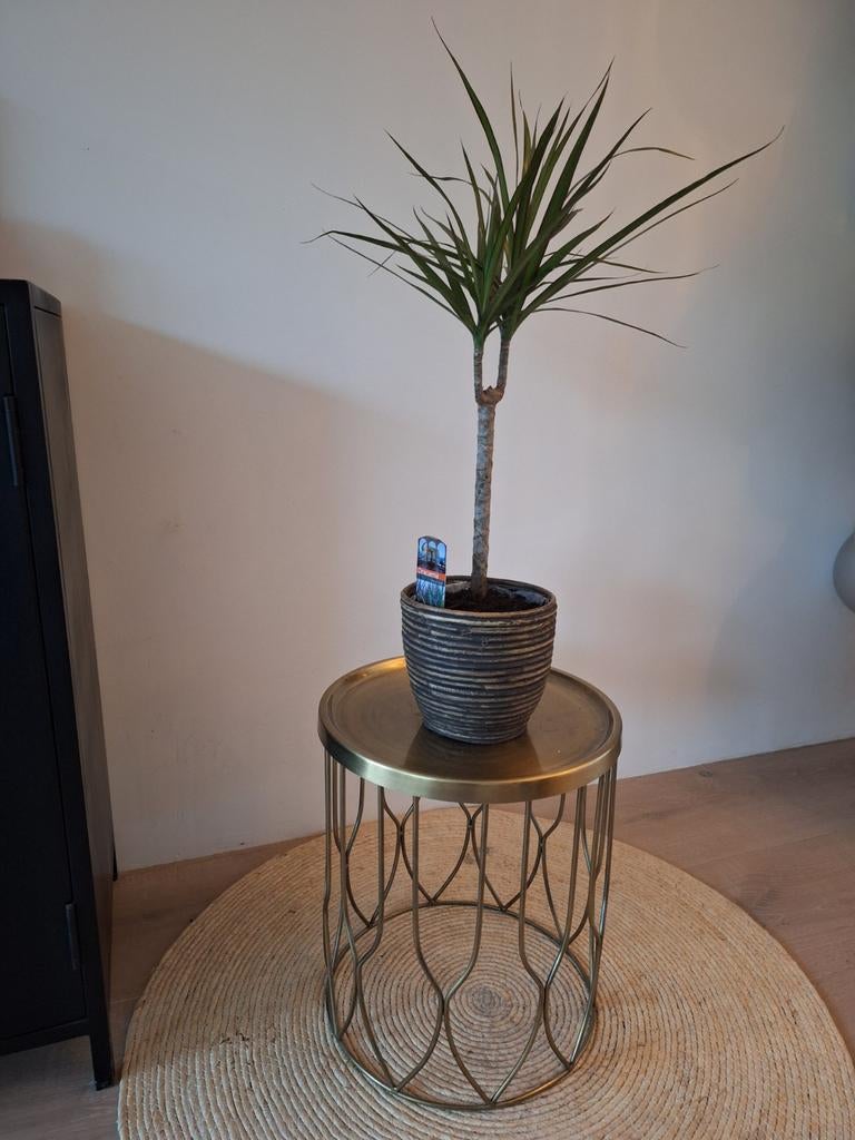 Dracena Marginata met pot, Huis en Inrichting, Kamerplanten, Ophalen, In pot, Minder dan 100 cm