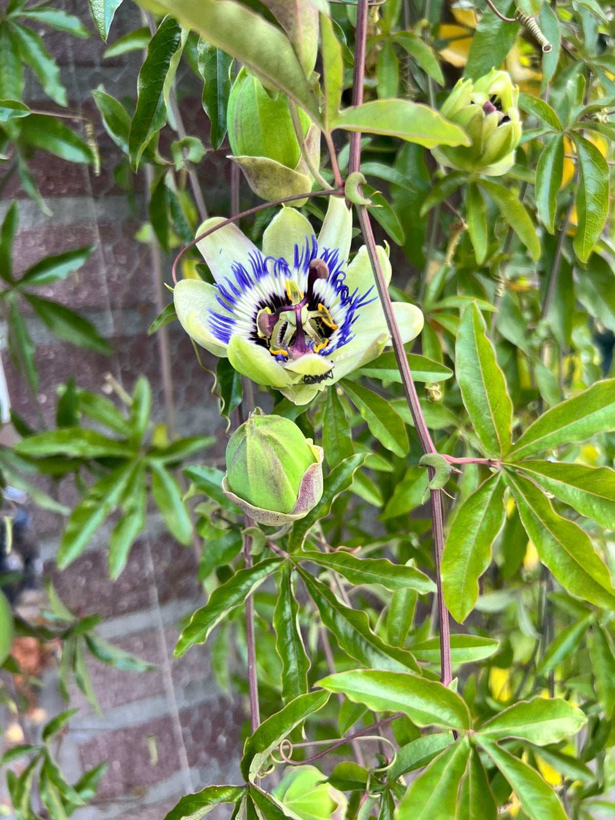 Passiebloem, Tuin en Terras, Ophalen, Volle zon, Vaste plant, Klimplanten