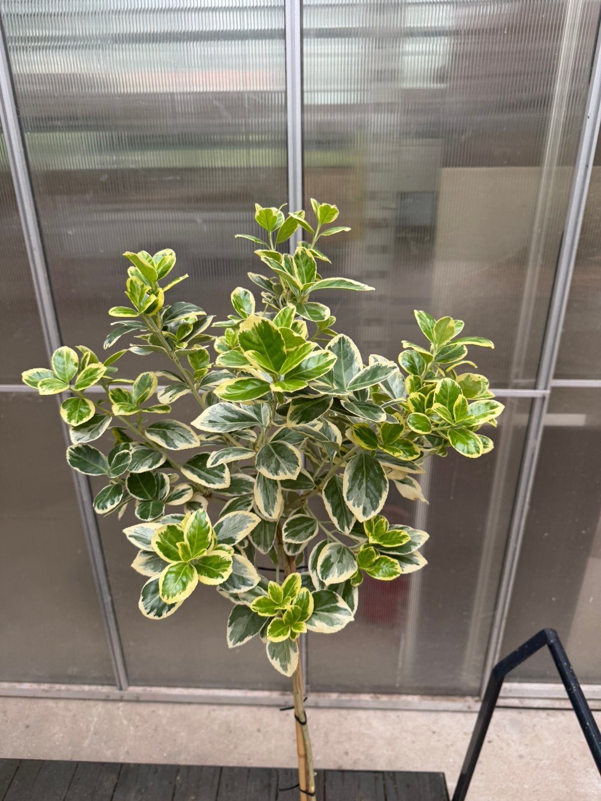 Euonymus op stam, Ophalen