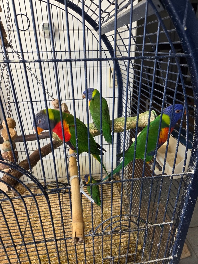 Lori van de Blauwe Bergen, Dieren en Toebehoren, Vogels | Parkieten en Papegaaien, Meerdere dieren, Papegaai, Geringd