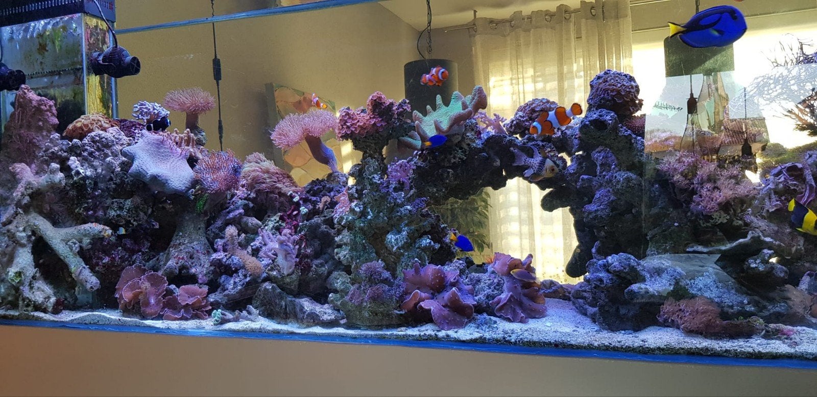 Koraal zeeaquarium 100kg + 17kg, Ophalen of Verzenden, Plant(en), Steen of Hout