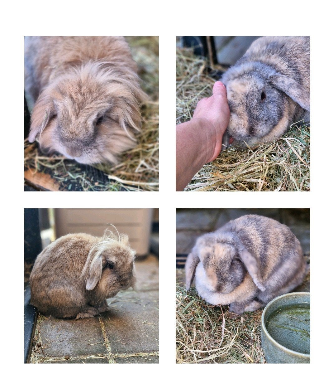 Goed huisje gezocht voor konijntjes koppeltje gecastreerd, Dieren en Toebehoren, Konijnen, Meerdere dieren, Dwerg, Hangoor, 3 tot 5 jaar