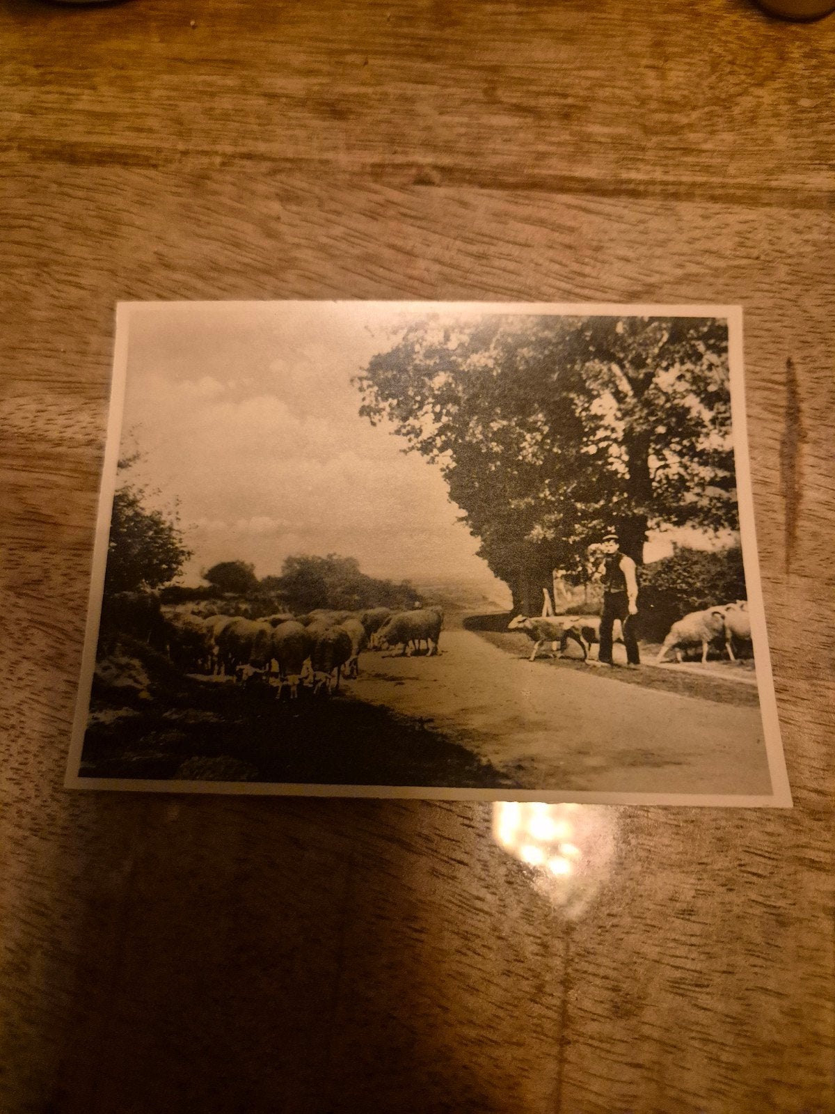 Oude foto: Herder met schapen op weg, Verzamelen, Ophalen of Verzenden, Voor 1940, Gebruikt