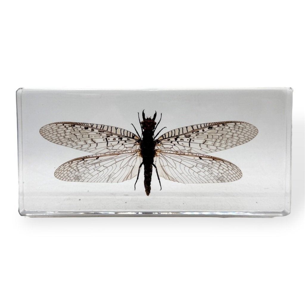 Acanthacorydalis fruhstorferi DOBSON-FLY in resin. *A GRADE*, Dieren en Toebehoren, Insecten en Spinnen, Vlinders of Rupsen