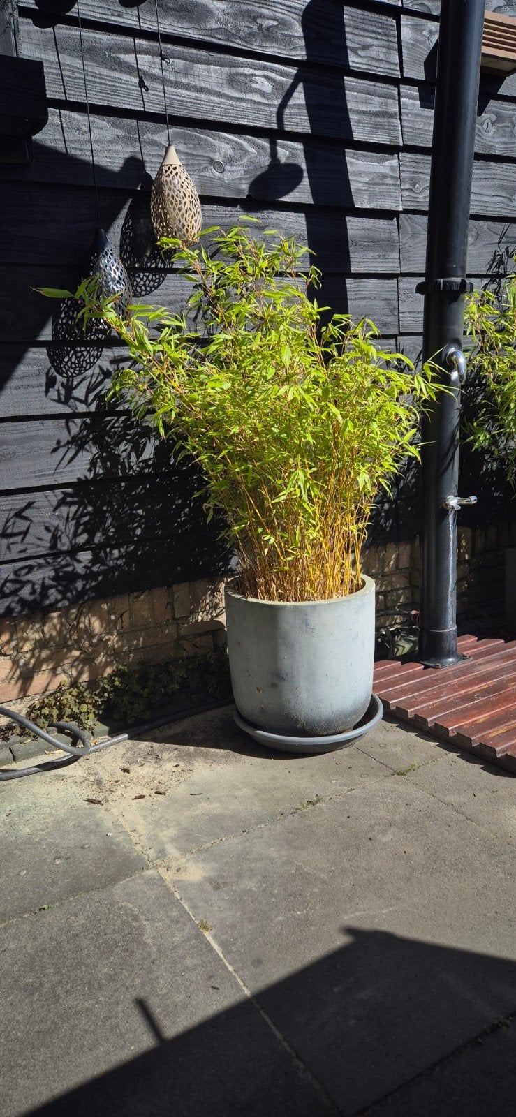 Bamboe in aardewerk pot, Ophalen, Steen, Gebruikt, Minder dan 60 cm