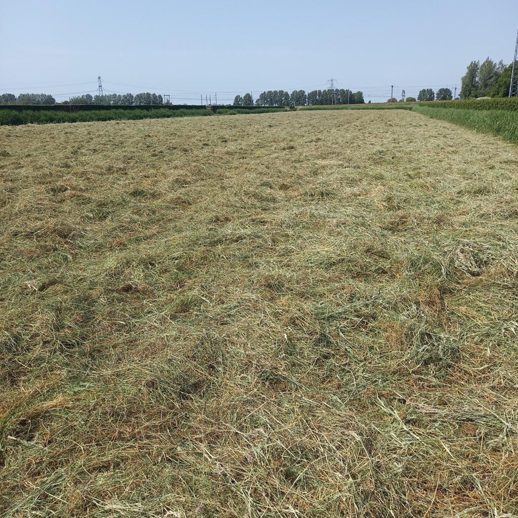 Kleine hooibalen te koop - Vers en van hoge kwaliteit, Zakelijke goederen, Agrarisch | Veevoer, Ophalen of Verzenden