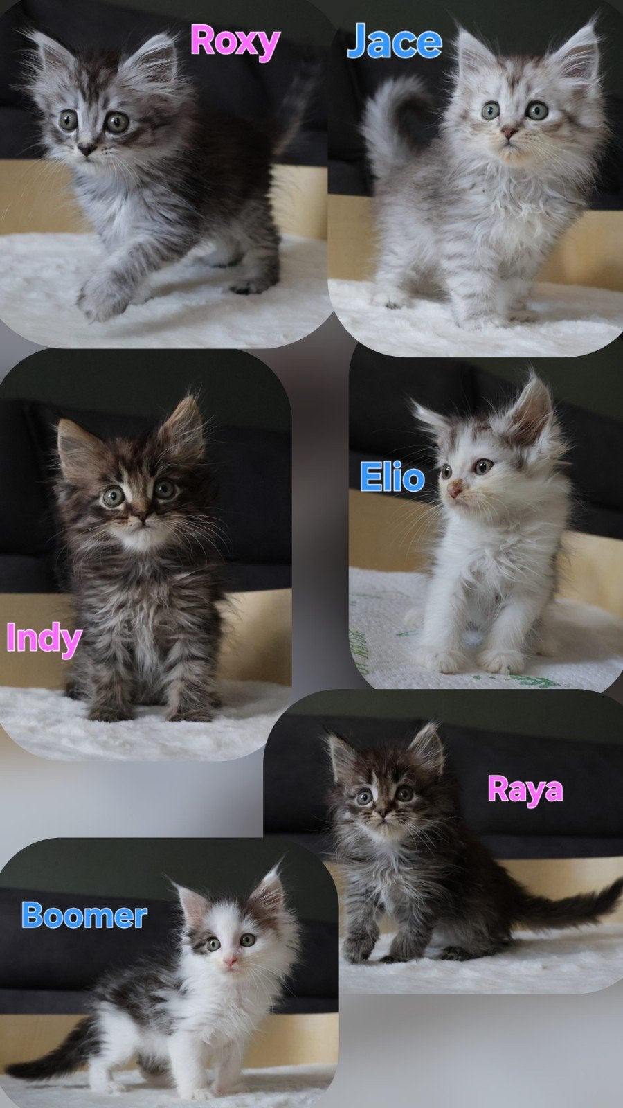 🐾 Lieve Maine Coon kittens Beschikbaar., Dieren en Toebehoren, Meerdere dieren, Ontwormd, 0 tot 2 jaar