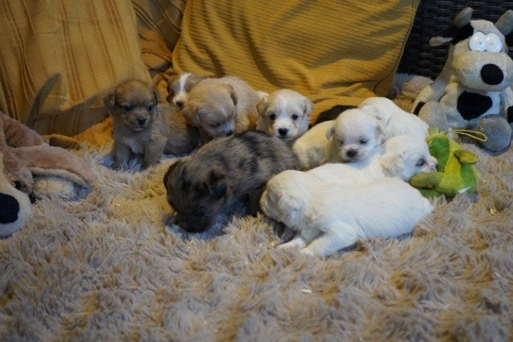 Mooie kleine boomer pups te koop., Nederland, Overige rassen, 8 tot 15 weken, CDV (hondenziekte)