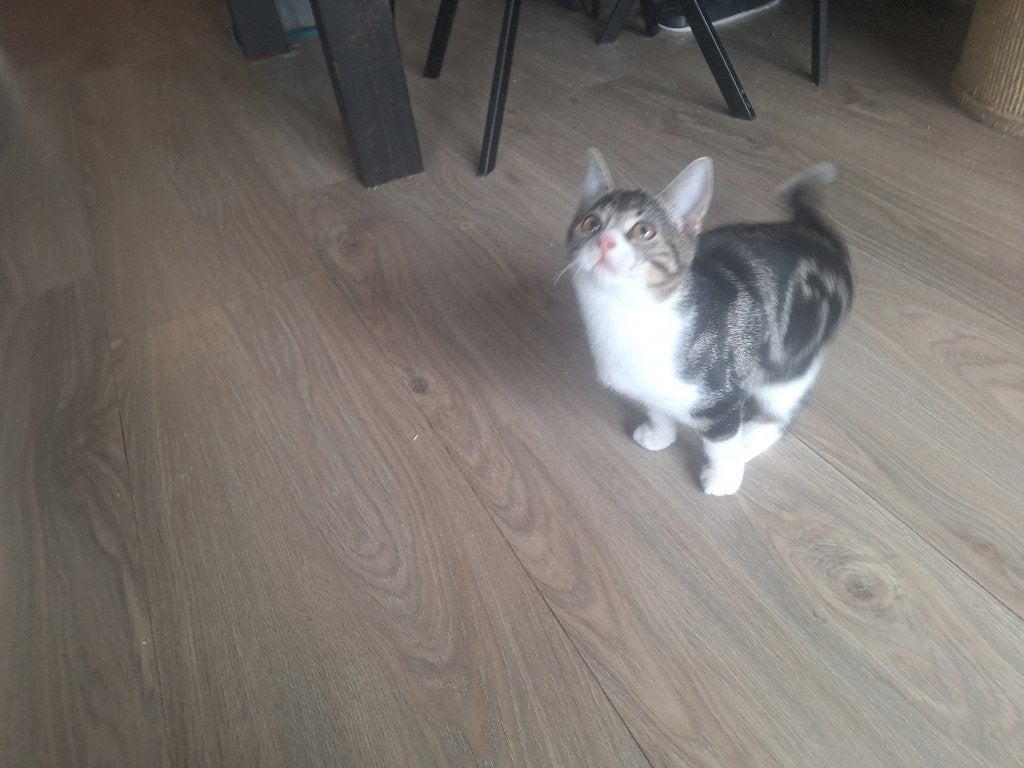 Angora kitten van 12 weken gratis!!!!!, Dieren en Toebehoren, Poes, 0 tot 2 jaar