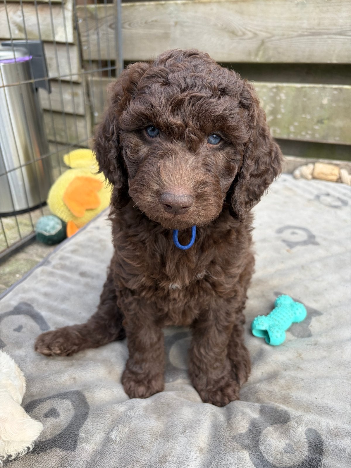 Goldendoodle pup zoekt fijn gastgezin, Dieren en Toebehoren, CDV (hondenziekte), 8 tot 15 weken, Teef, Groot