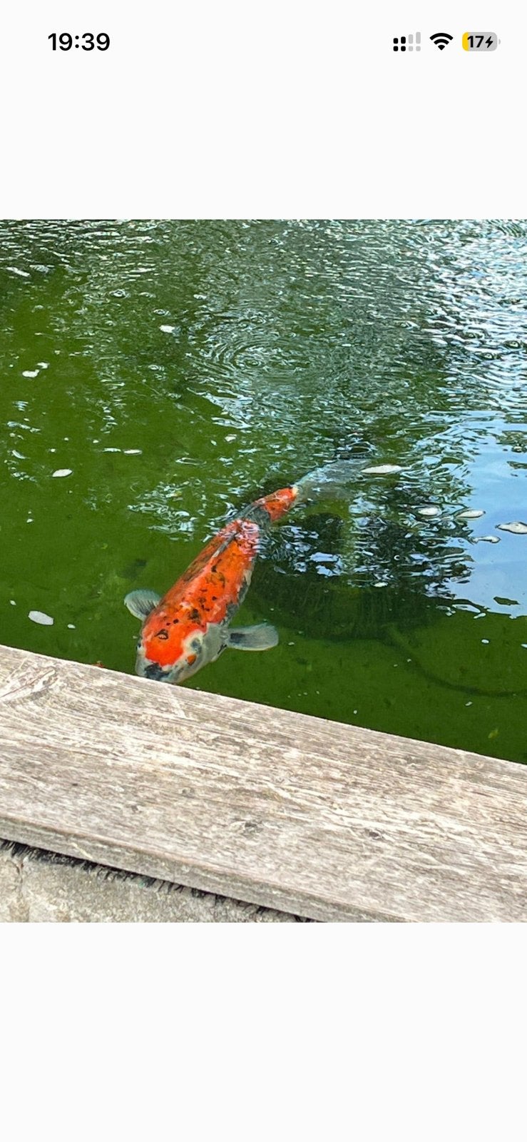 3 japanse koi van 25 tot 55 cm koopje, Karper of Koi