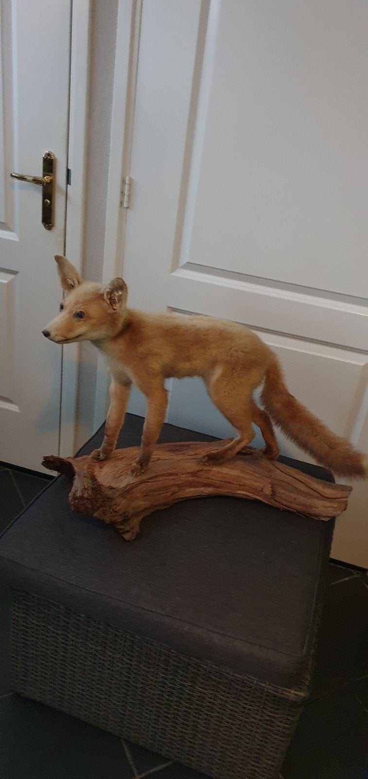 Opgezette vos op houten sokkel - Uniek decoratiestuk, Ophalen of Verzenden, Zo goed als nieuw, Wild dier, Opgezet dier