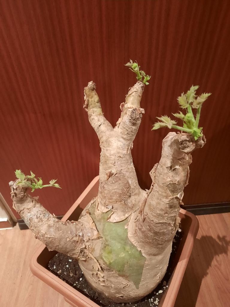 Cyphostemma uter XXL, Caudex, succulent, with flowers, Verzenden, Halfschaduw, Minder dan 100 cm