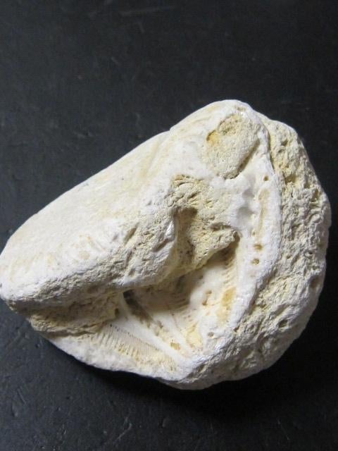 Fossiel van zeeëgel in kalksteen, Ophalen of Verzenden, Fossiel