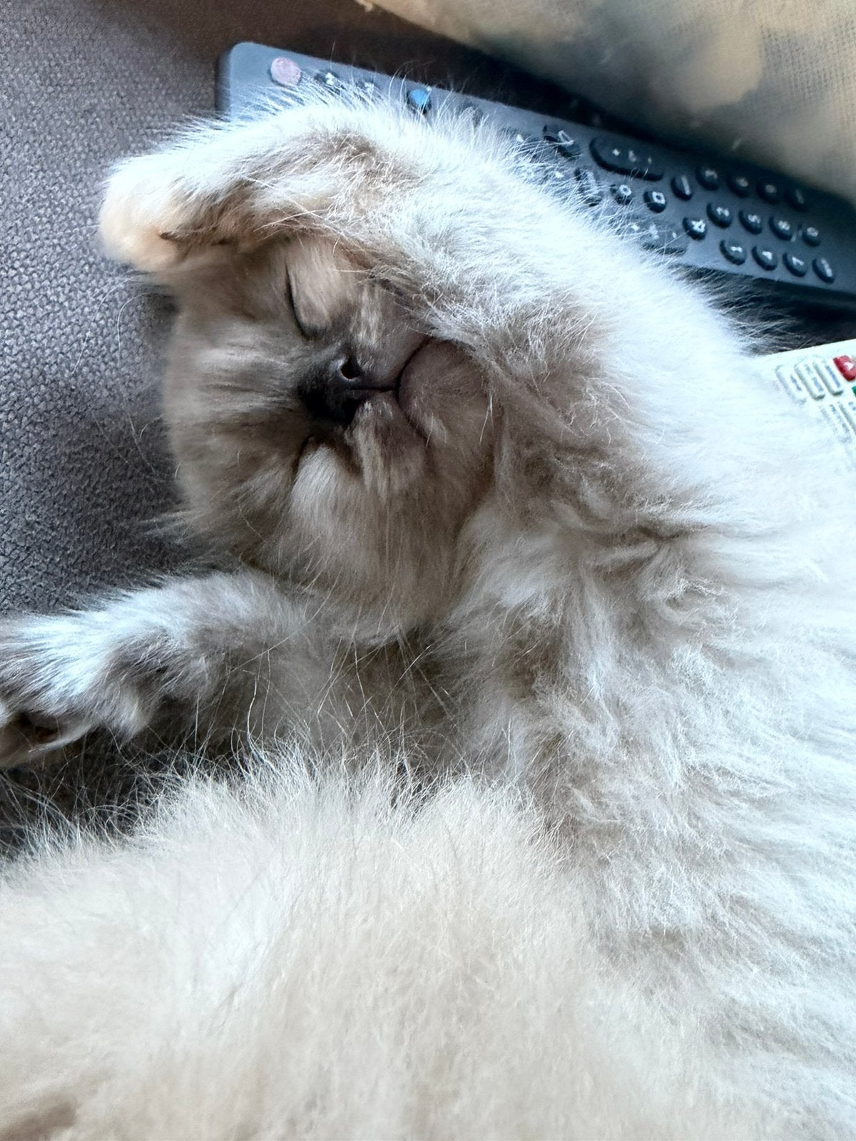Lieve en prachtige seal and blue mink ragdoll kittens, Meerdere dieren, Gechipt, 0 tot 2 jaar