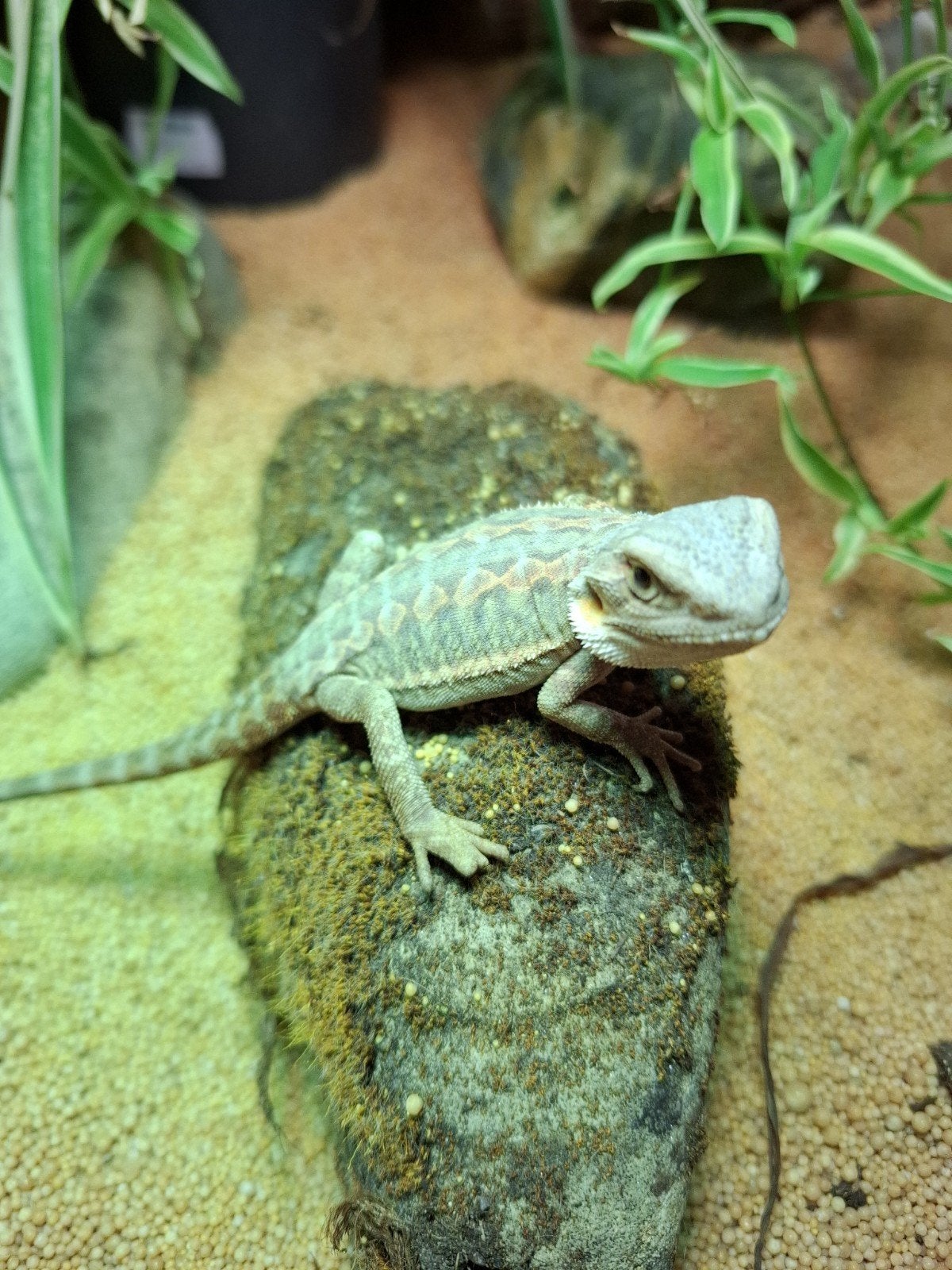 Leatherback baardagaam Bearded Dragon photo 11