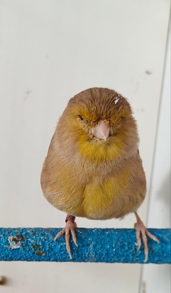 Mooie Gloster kanarie Pop 2024,€25,, Vrouwelijk, Kleurkanarie
