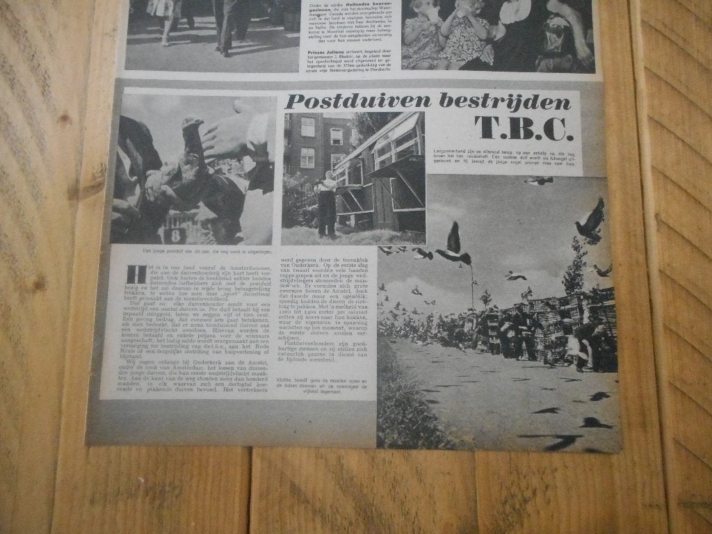 Amsterdam. Postduiven bestrijden T.B.C. 1947., Ophalen of Verzenden, 1940 tot 1960, Nederland, Knipsel(s)