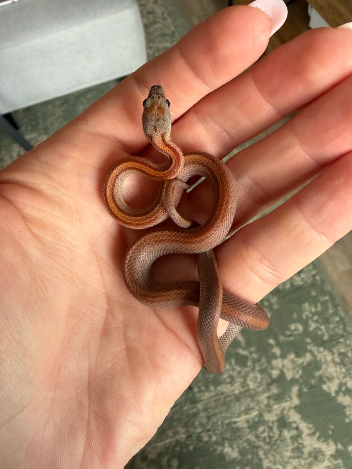Rattenslang (jong) Rat Snake - unknown for sale from Lisanne van Oeveren