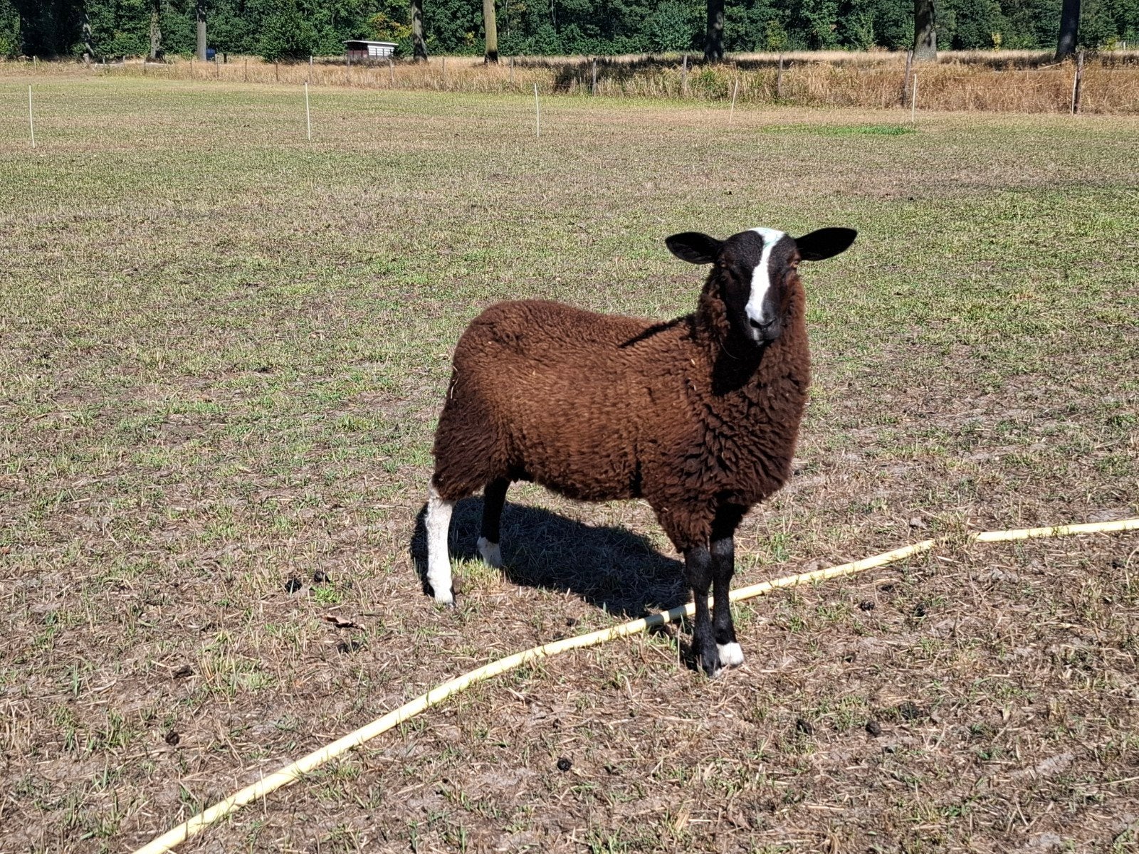 zwartbles dekram, Dieren en Toebehoren, Mannelijk, Schaap