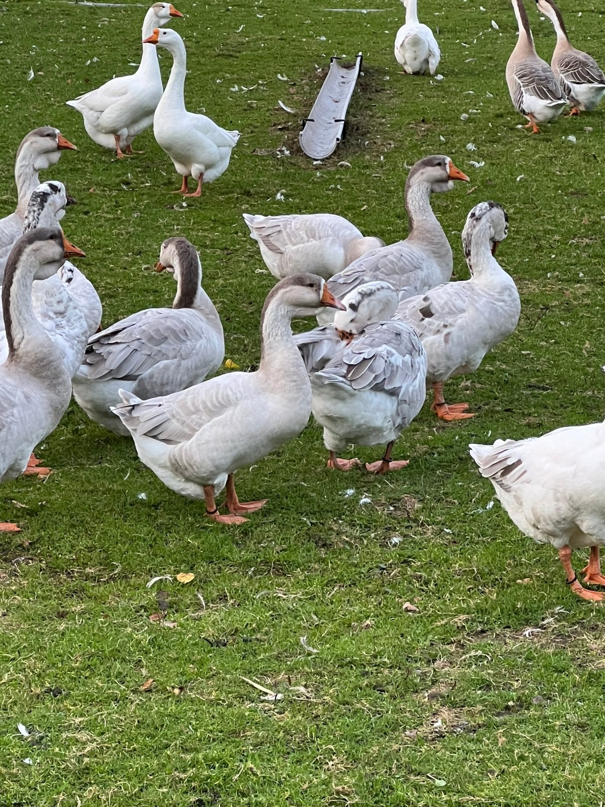 Diverse koppels mooie ganzen, Meerdere dieren, Gans of Zwaan