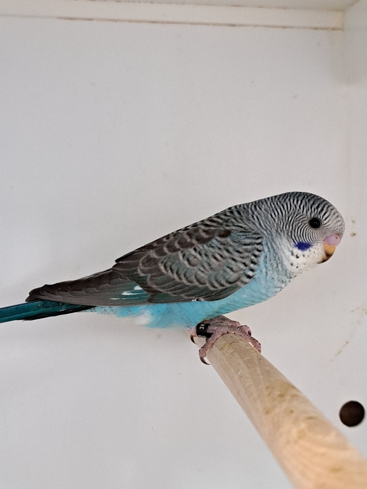 parkiet te koop, Dieren en Toebehoren, Geslacht onbekend, Parkiet, Geringd