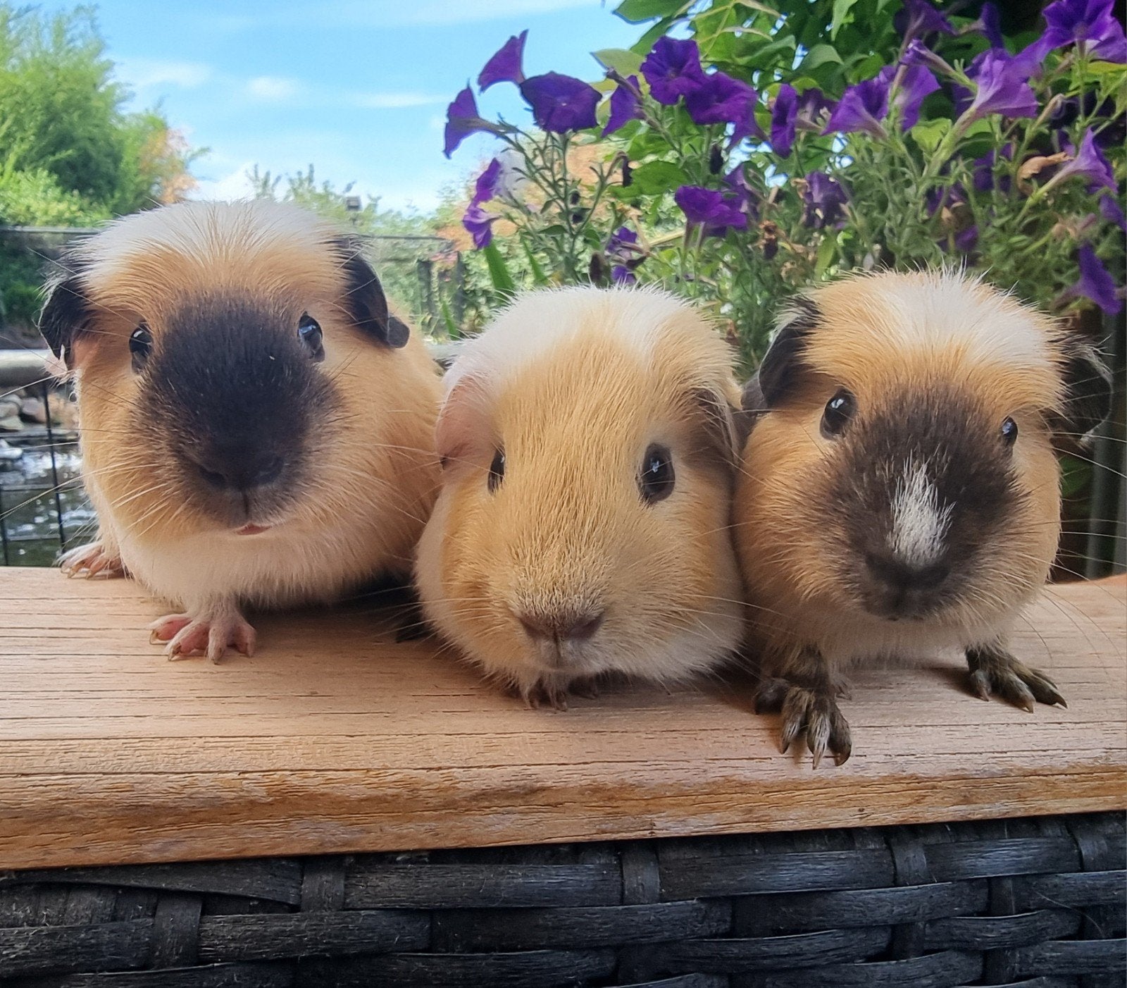 9 Jonge Cavia's te koop  6-12 weken, Cavia, Juni, Meerdere dieren, Tam