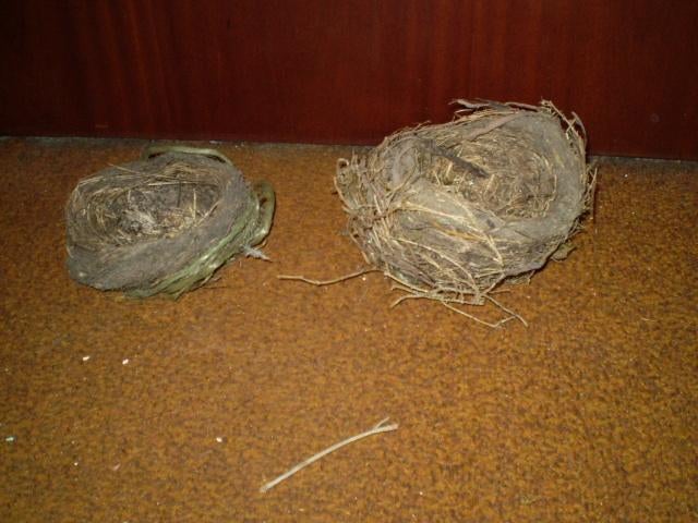 Twee echte vogelnestjes, die toevallig in een heg zaten die, Ophalen of Verzenden, Gebruikt