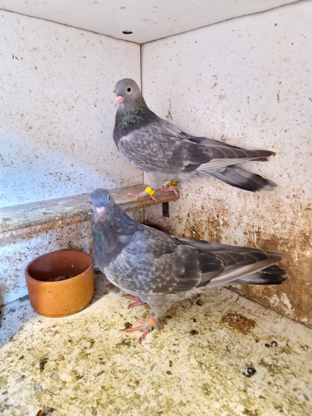 Irakse takla duiven 1 koppel 60 euro., Dieren en Toebehoren, Vogels | Overige Vogels, Meerdere dieren