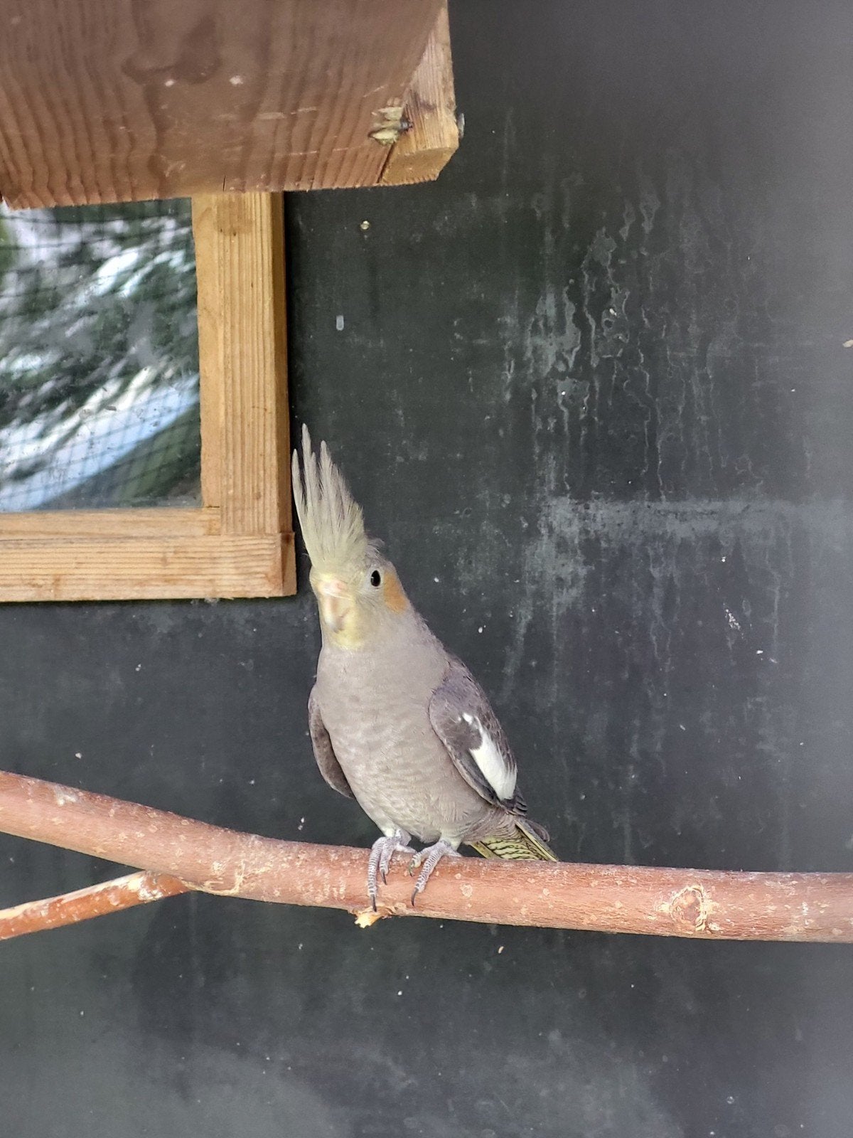 Te Koop: jonge valkparkieten, Dieren en Toebehoren, Meerdere dieren, Parkiet