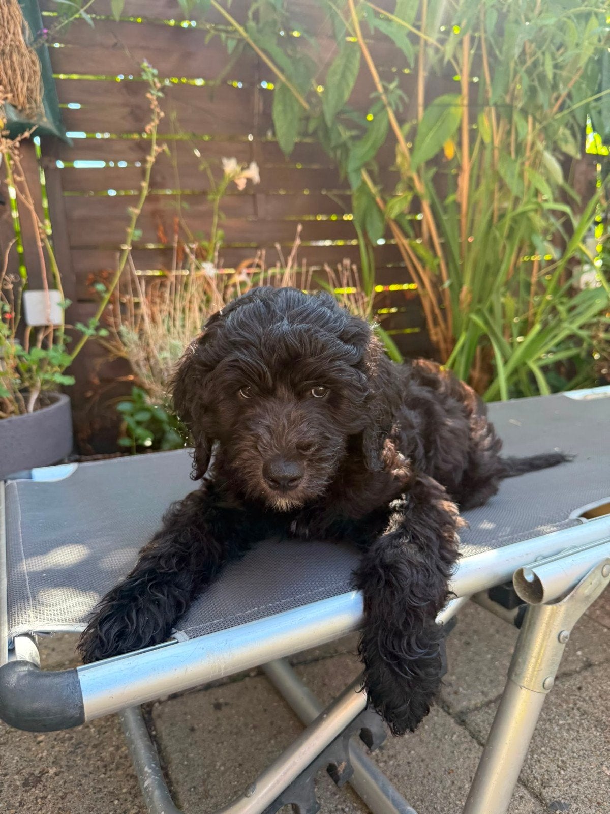schattige labradoodle pups  mogen gaan verhuizen  naar jou t, Dieren en Toebehoren, Overige rassen, 8 tot 15 weken, Meerdere, Meerdere dieren