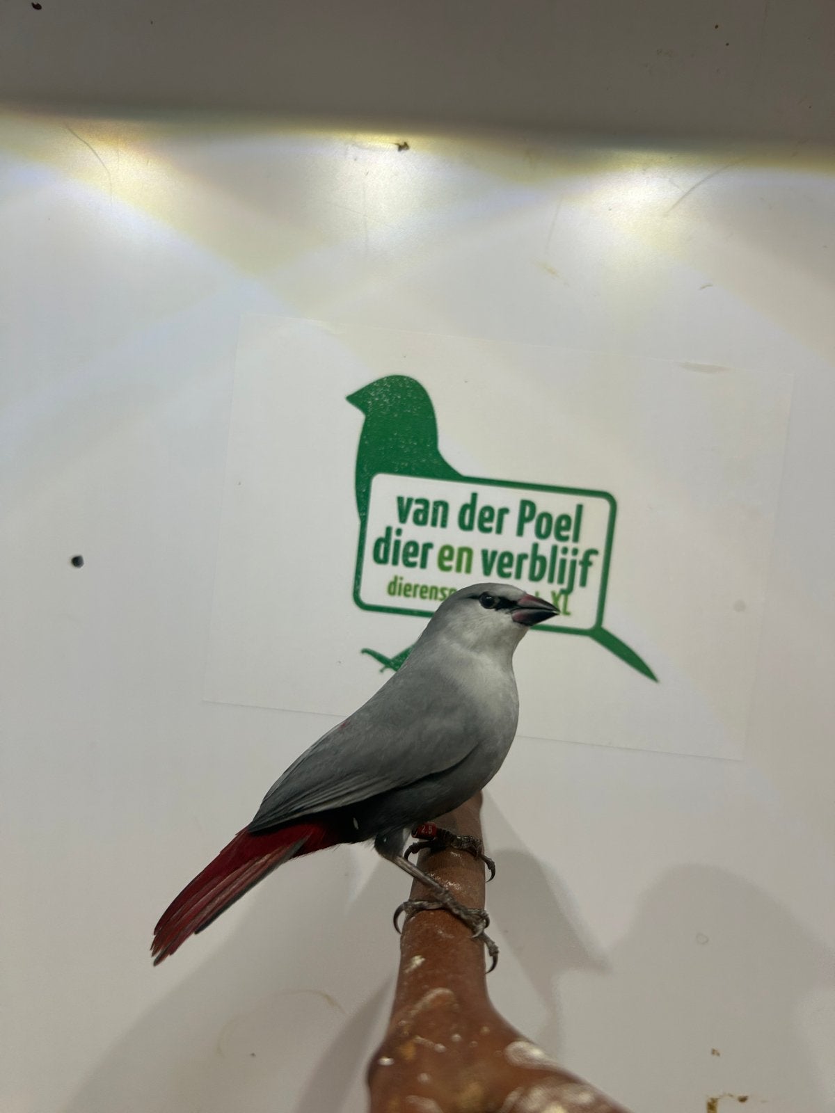 1-0 blauwgrijs roodstaartje, Dieren en Toebehoren, Mannelijk, Tropenvogel, Geringd