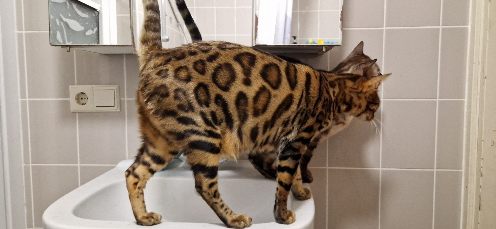 2x Bengaal poes (geen kittens) mag fok, wel écht huiselijk!, Poes, Met stamboom, 0 tot 2 jaar