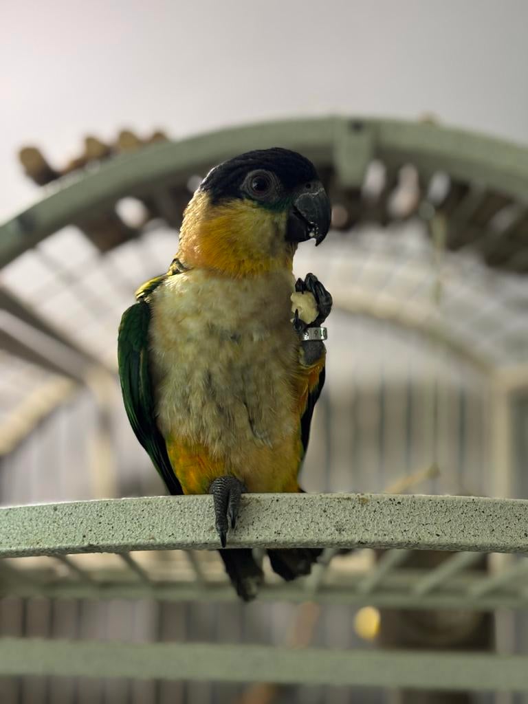 1 jarige tamme zwartkop caique, Geslacht onbekend, Papegaai, Geringd