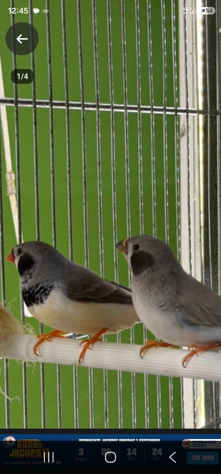 charcoal of zwartwang zebravink pop gezocht, Dieren en Toebehoren, Vogels | Overige Vogels, Vrouwelijk