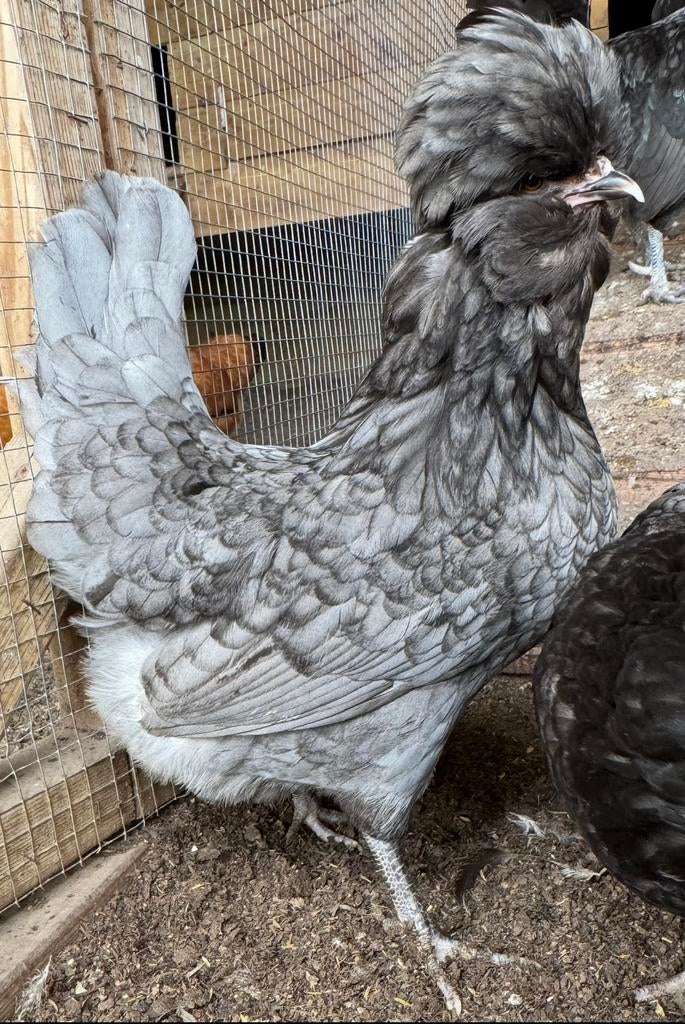 Padua blauw kuikens ongesekst, Meerdere dieren, Kip