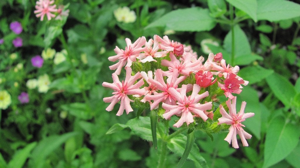zaden Lychnis chalcedonica rosea, Verzenden, Voorjaar, Halfschaduw, Zaad