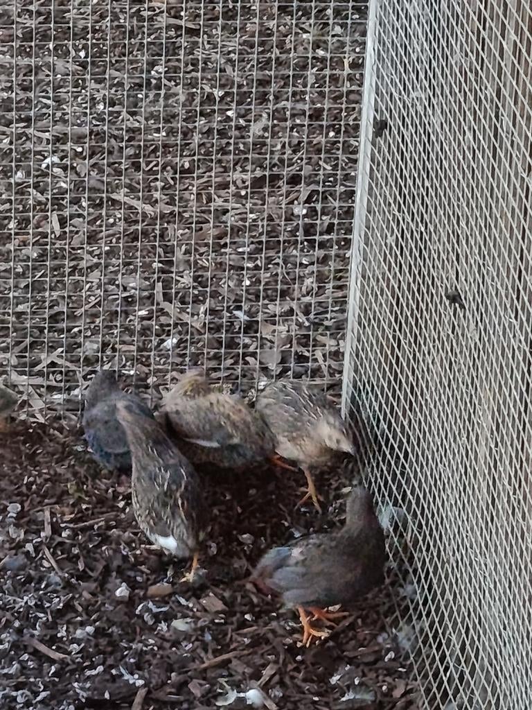 Dwergkwartels te koop, Dieren en Toebehoren, Pluimvee, Meerdere dieren, Eend