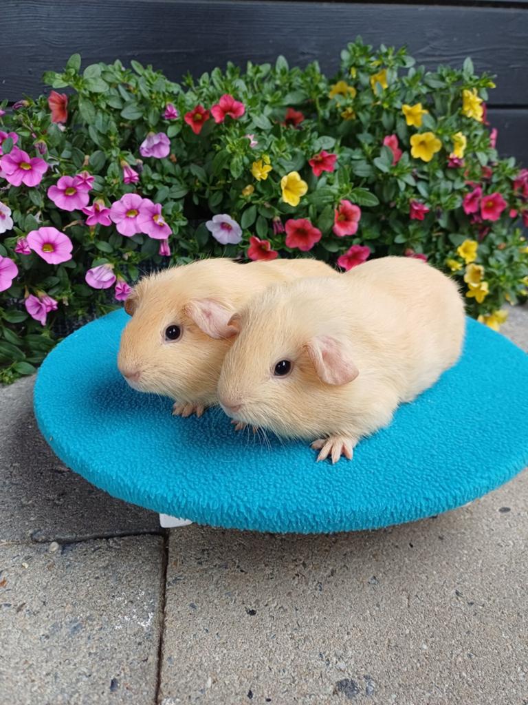 Leuke gladhaar creme cavia's zoeken huisje, Cavia, April, Mannelijk, Tam