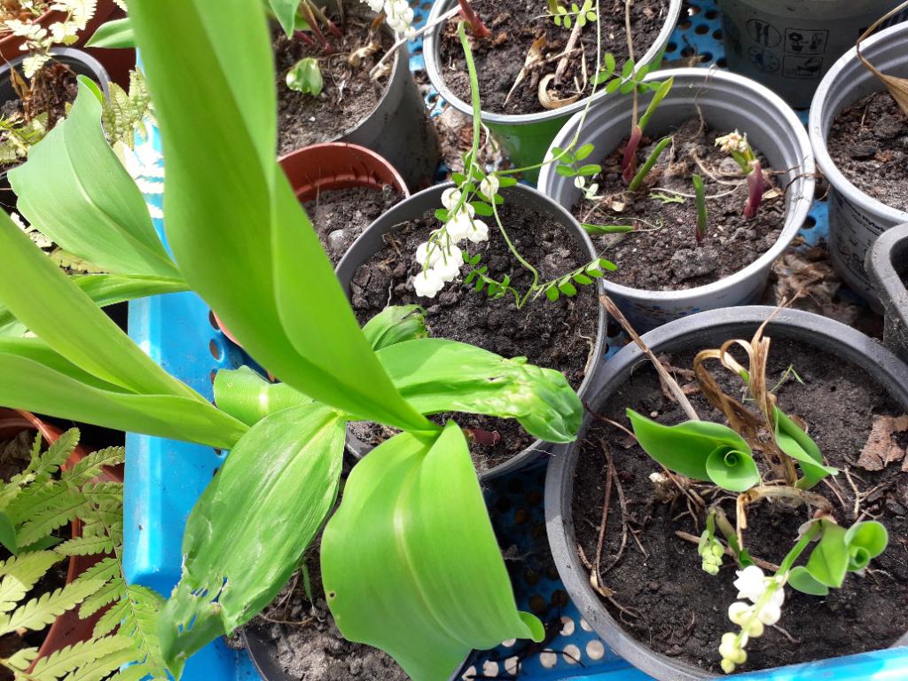 Planten voor je tuin, Vaste plant, Halfschaduw, Zomer, Ophalen