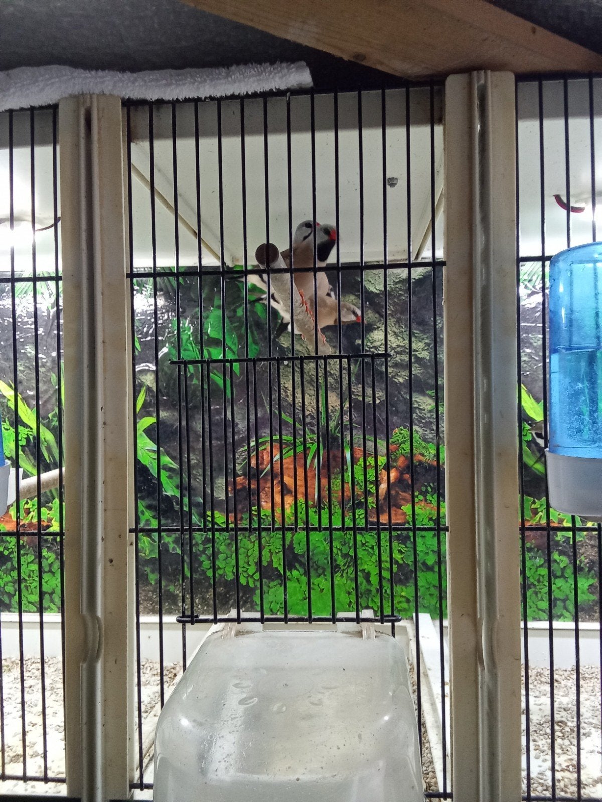 Spitsstaarten, Meerdere dieren, Geringd