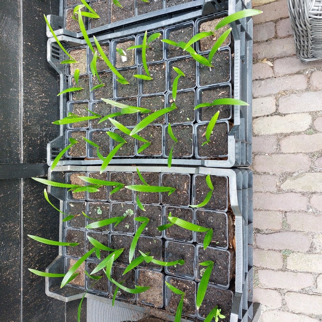 palmpjes , palm plantjes , palmstekken , palmen, Volle zon, Vaste plant, Bloeit niet, Ophalen