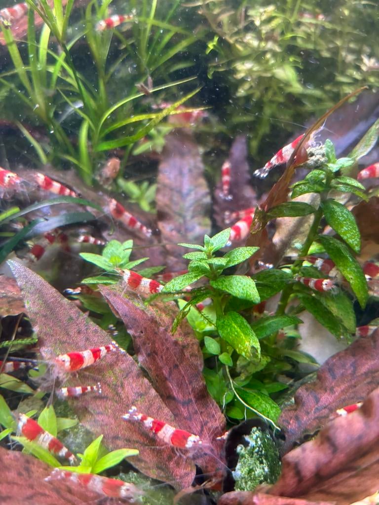 Red Crystal garnalen, Kreeft, Krab of Garnaal, Zoetwatervis, Schoolvis