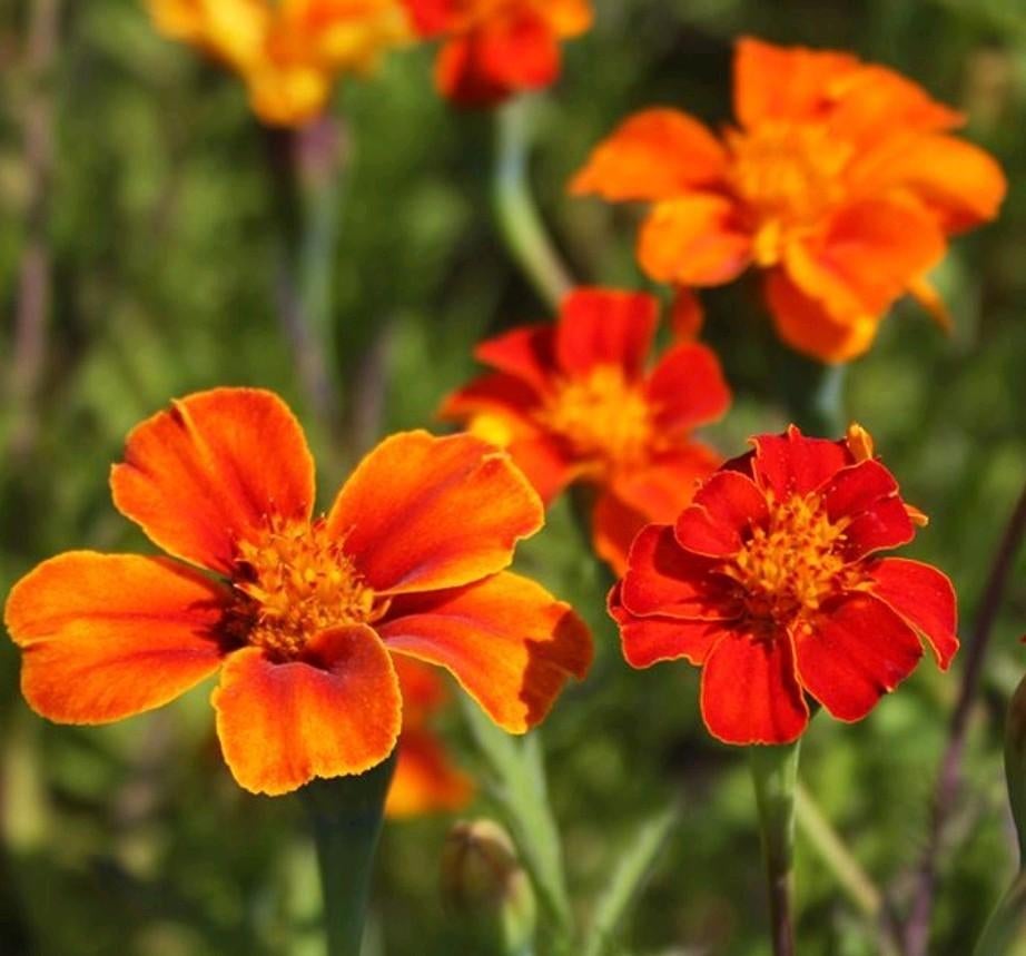 Wilde afrikaantjes (BIO)  - plantjes, Volle zon, Eenjarig, Zomer, Ophalen