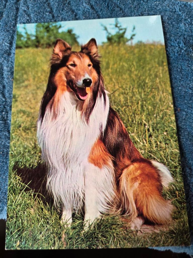 Vintage Ansichtkaart Collie Hond - Ongelopen, Verzamelen, Ansichtkaarten | Themakaarten, Ophalen of Verzenden