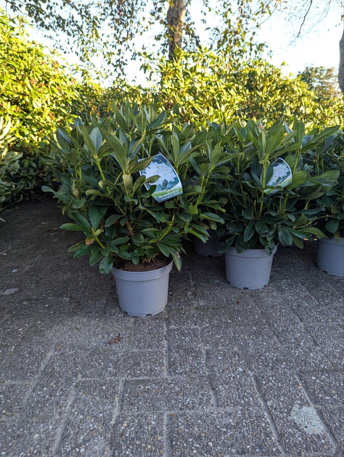 Rhododendron 50 cm  € 11, Tuin en Terras, Ophalen, Overige soorten