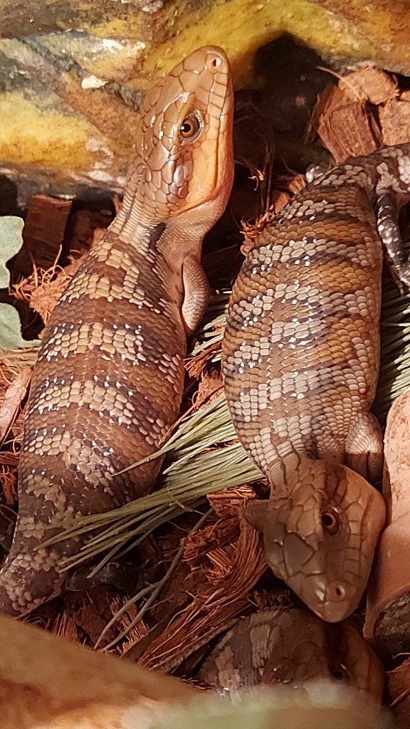 Tiliqua scincoides Intermedia Blue Tongue Skink - unknown for sale from herpspecialistjouwwebnl